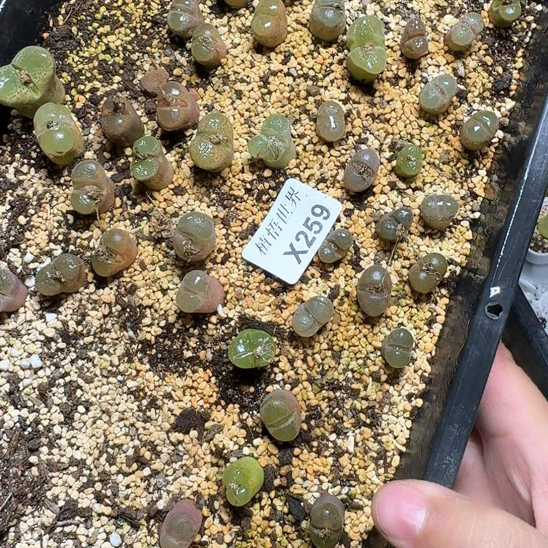259盒多肉植物哇fv