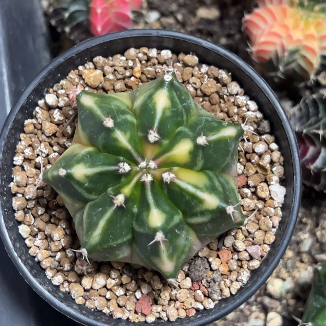 西红柿侧芽自根带盆土发货