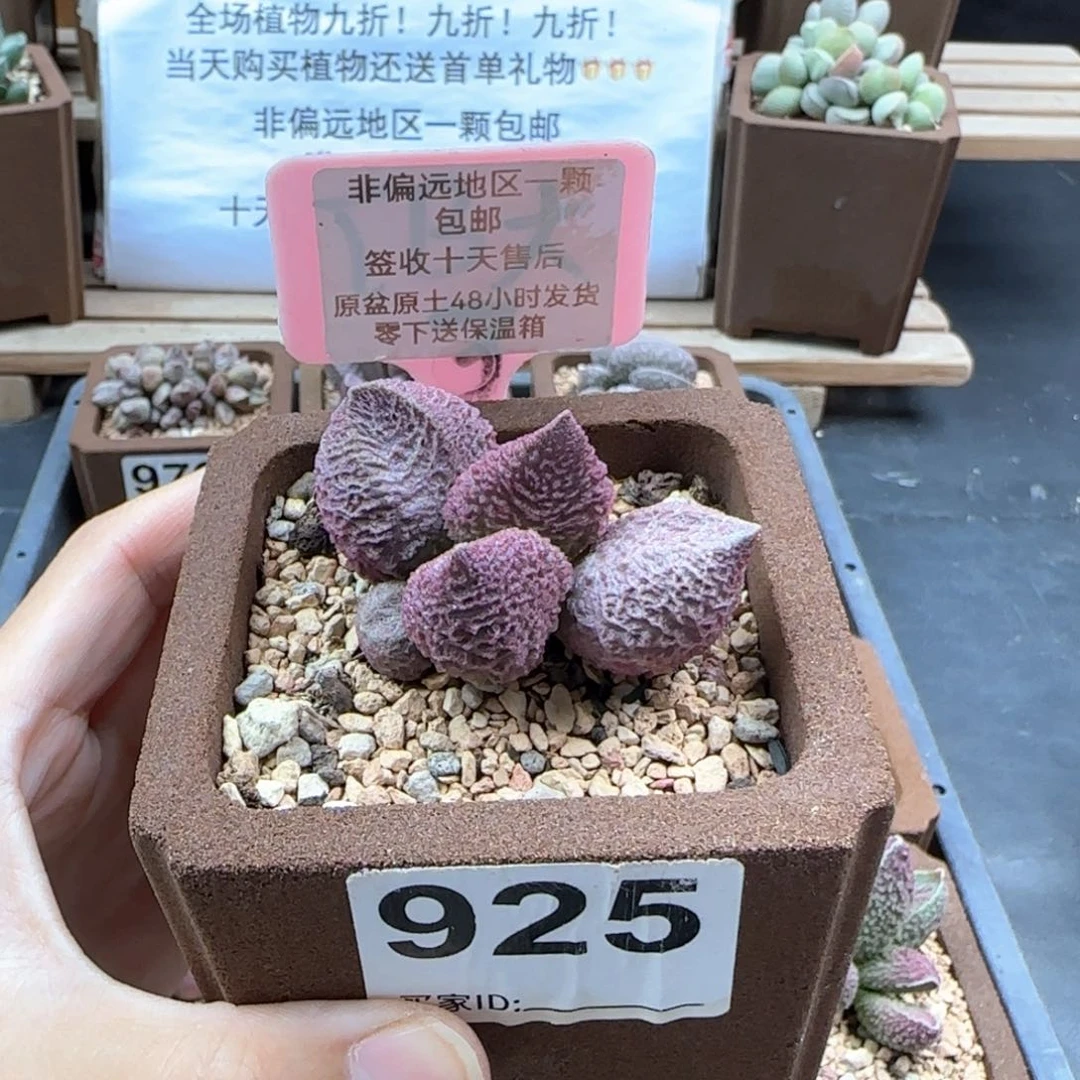 陈*晗925巨猪宝多肉植物