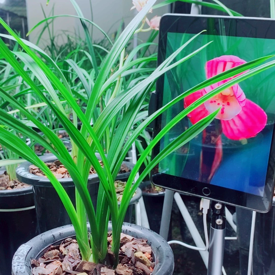 当前无花栽培后可以开花