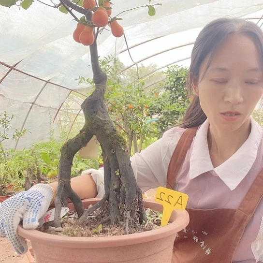 无花朵金弹子888888“