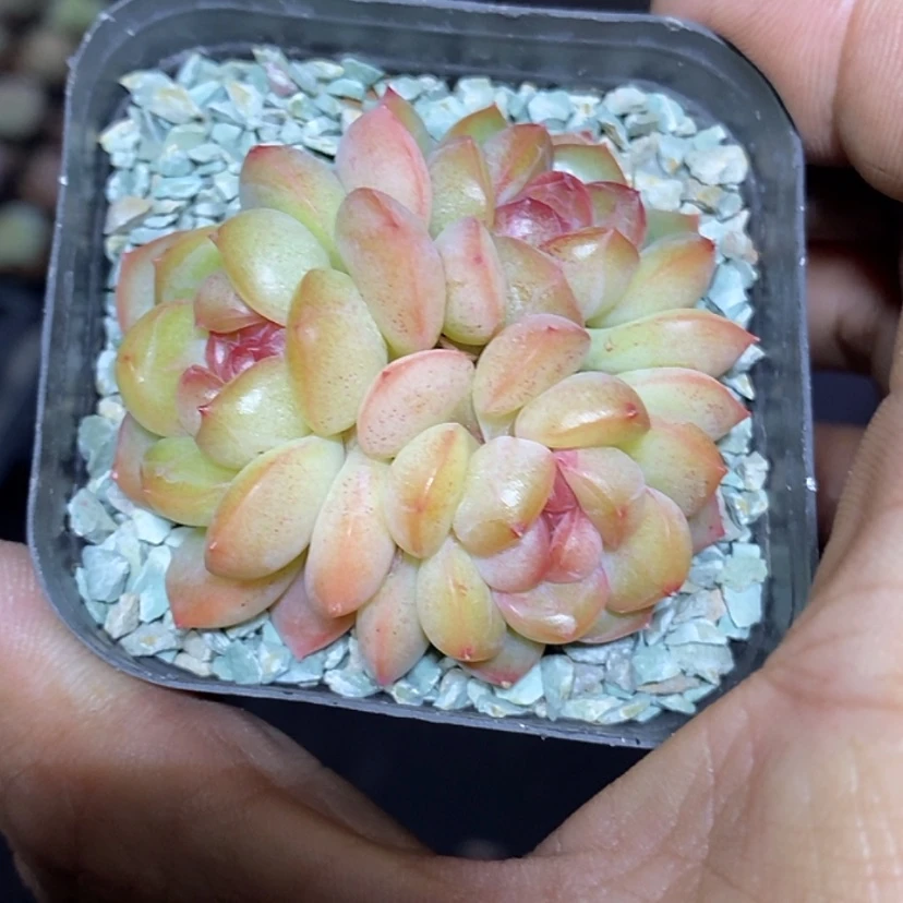 【闪购商品】小*伴溏心多肉