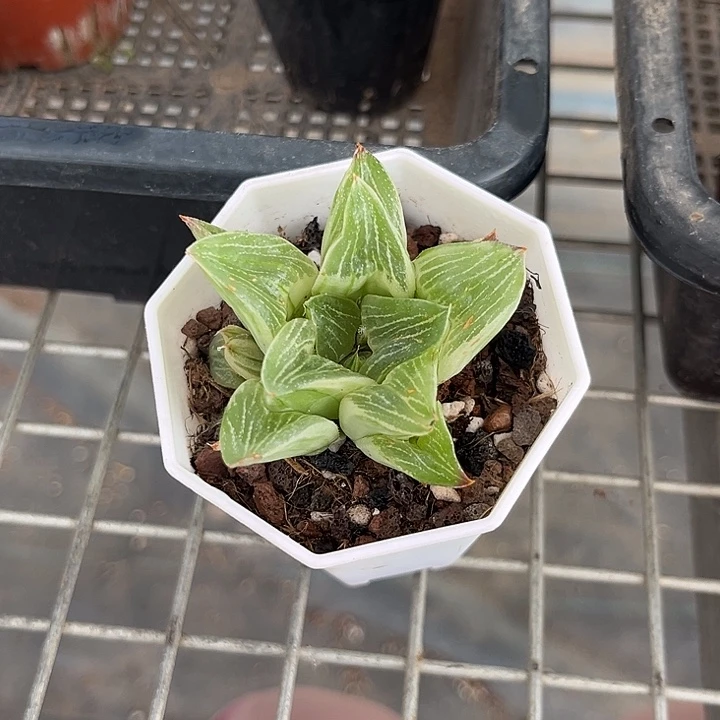 我也不知道我为什么会这么