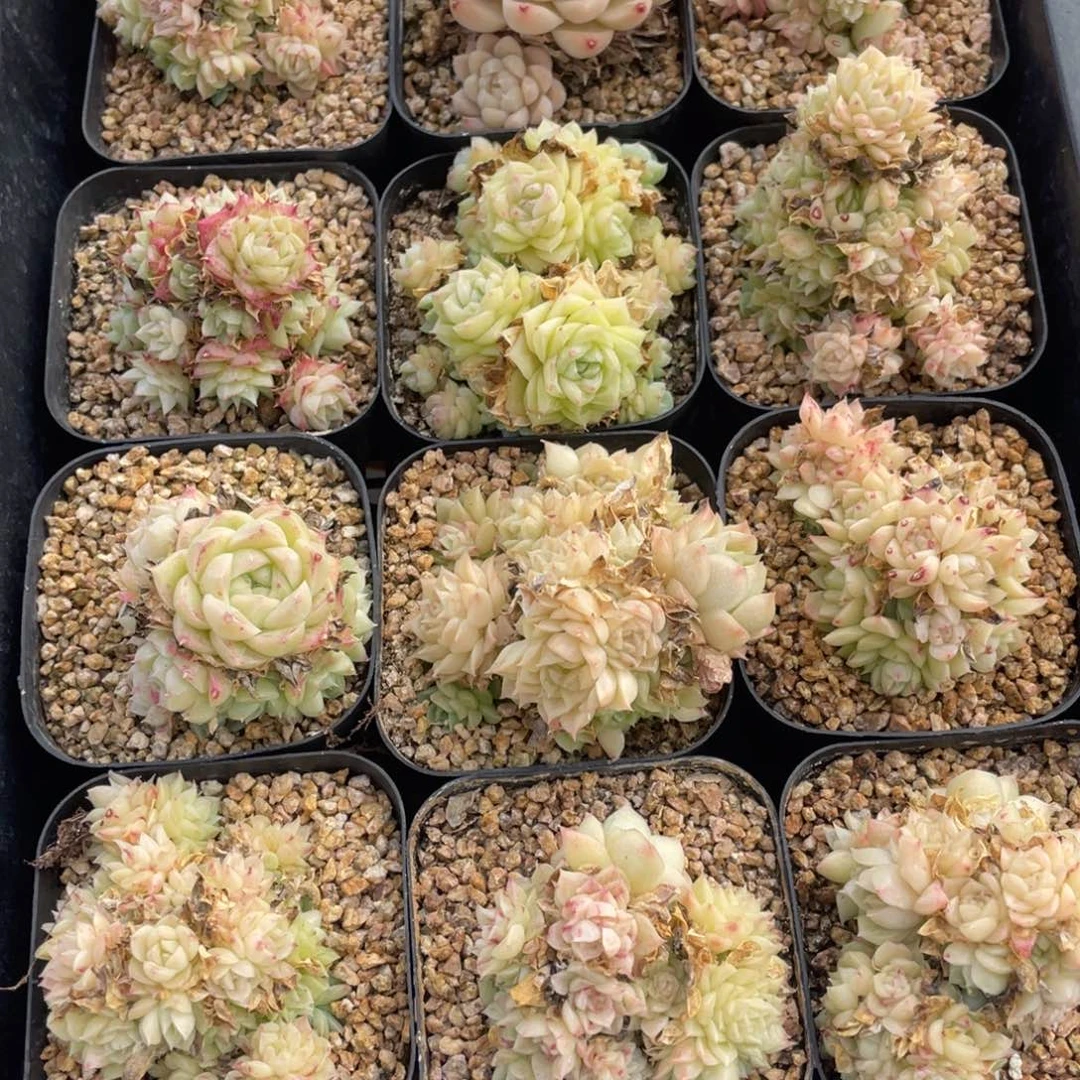 多肉植物十二个精品204