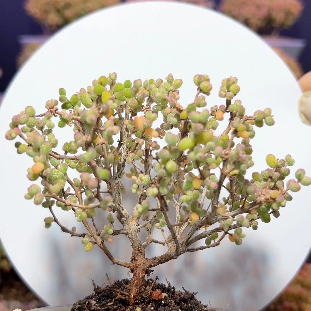 d335刘星糊斑枝干番杏不含盆特一颗