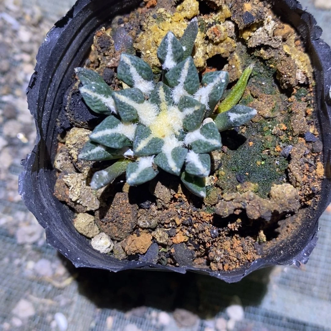 木***玛实生姬黑牡丹特价一颗