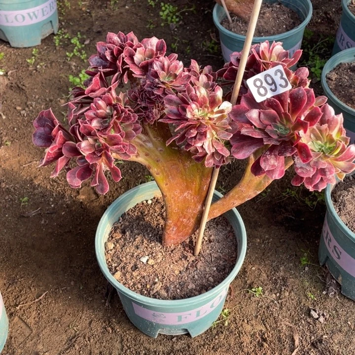 24厘米左右美杜莎缀893号