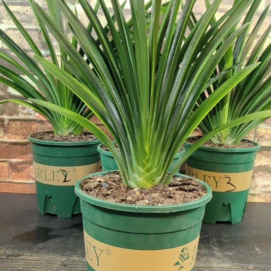 完全开放1111111111