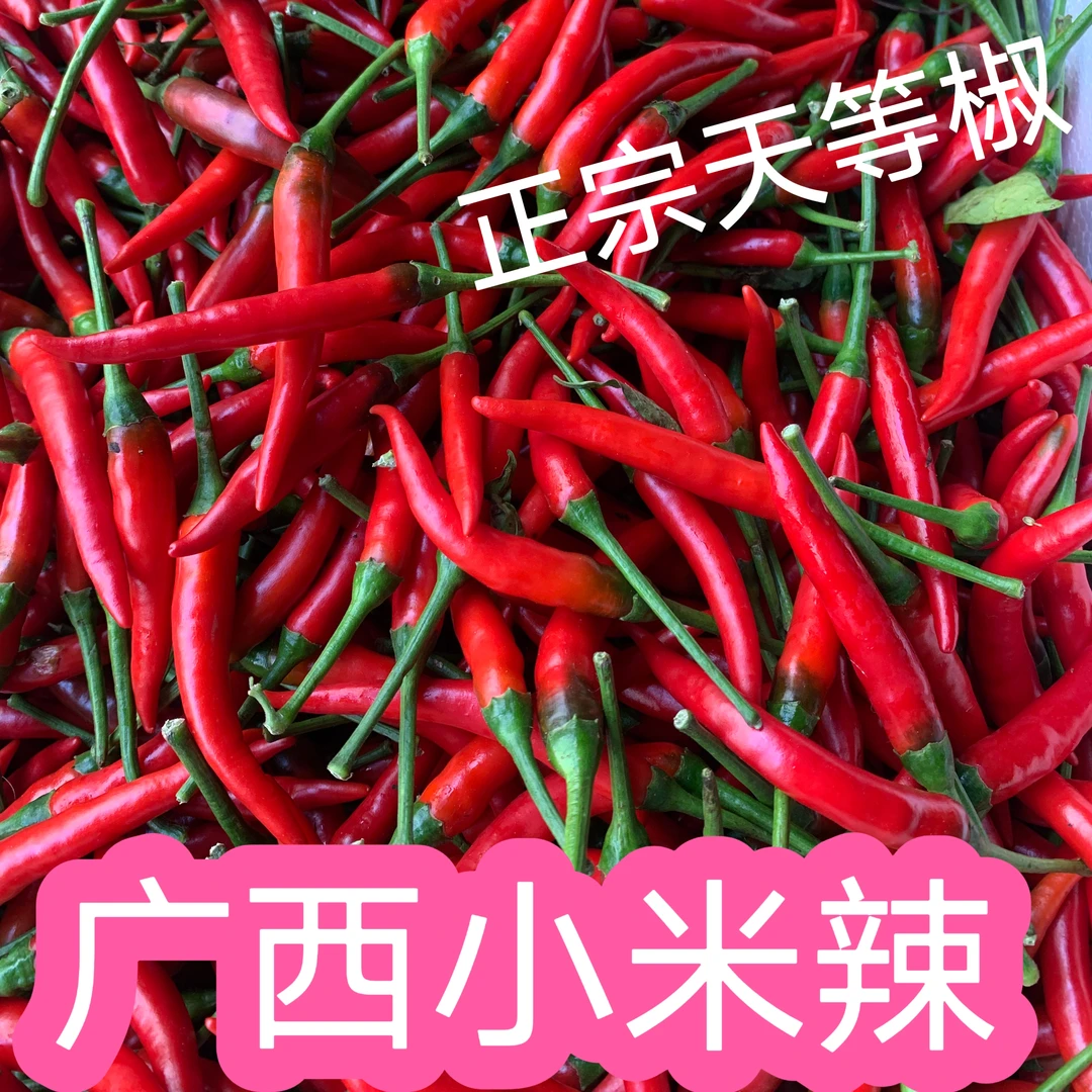现摘一级果  广西天等指天椒朝天椒小米椒香辣 新鲜发货 红小米辣