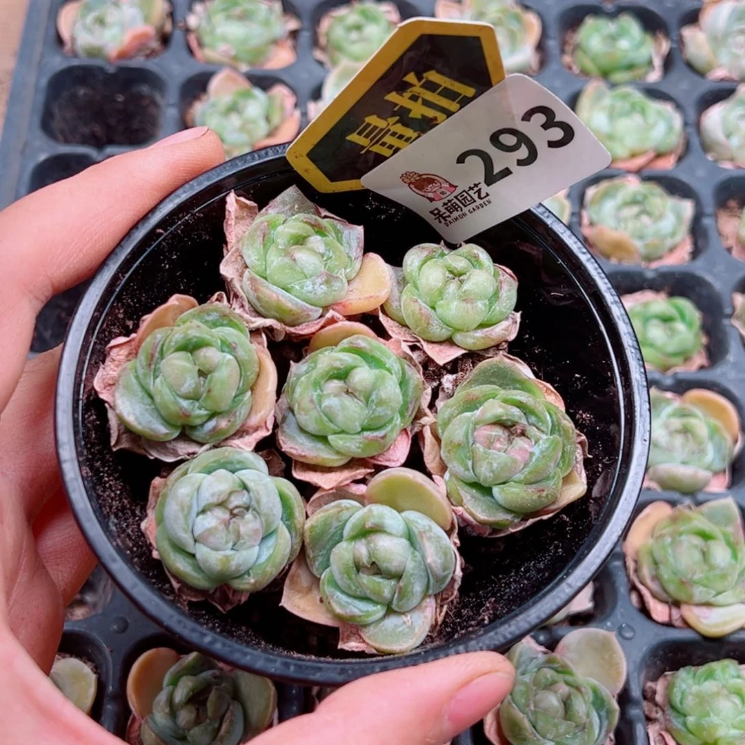 多肉植物多肉植物