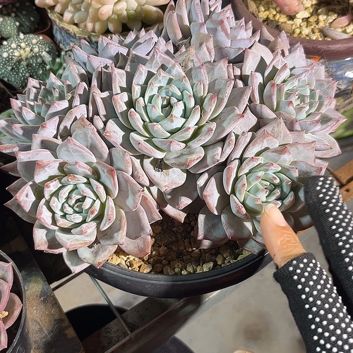 粉蓝鸟4567888887677