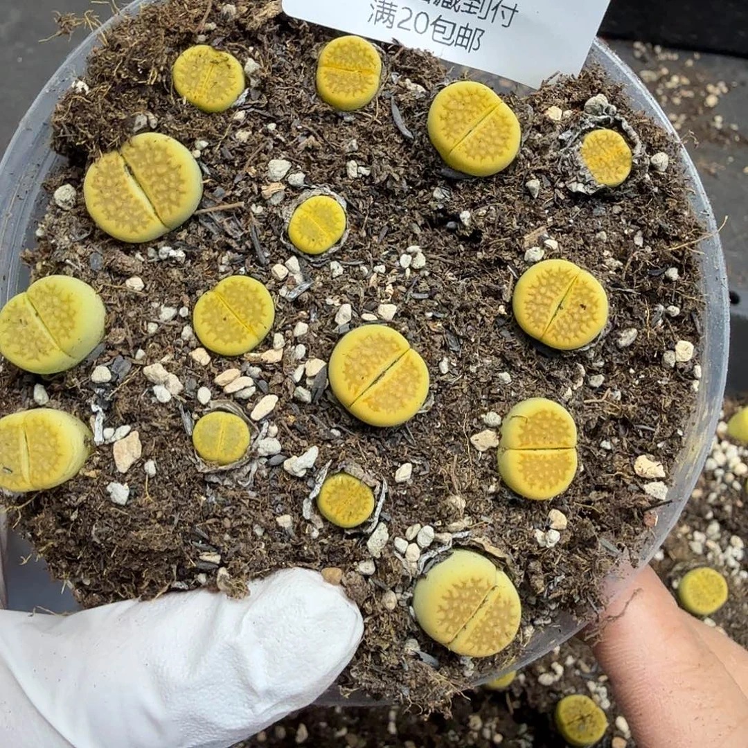 不会因为不懂自己在602哈哈