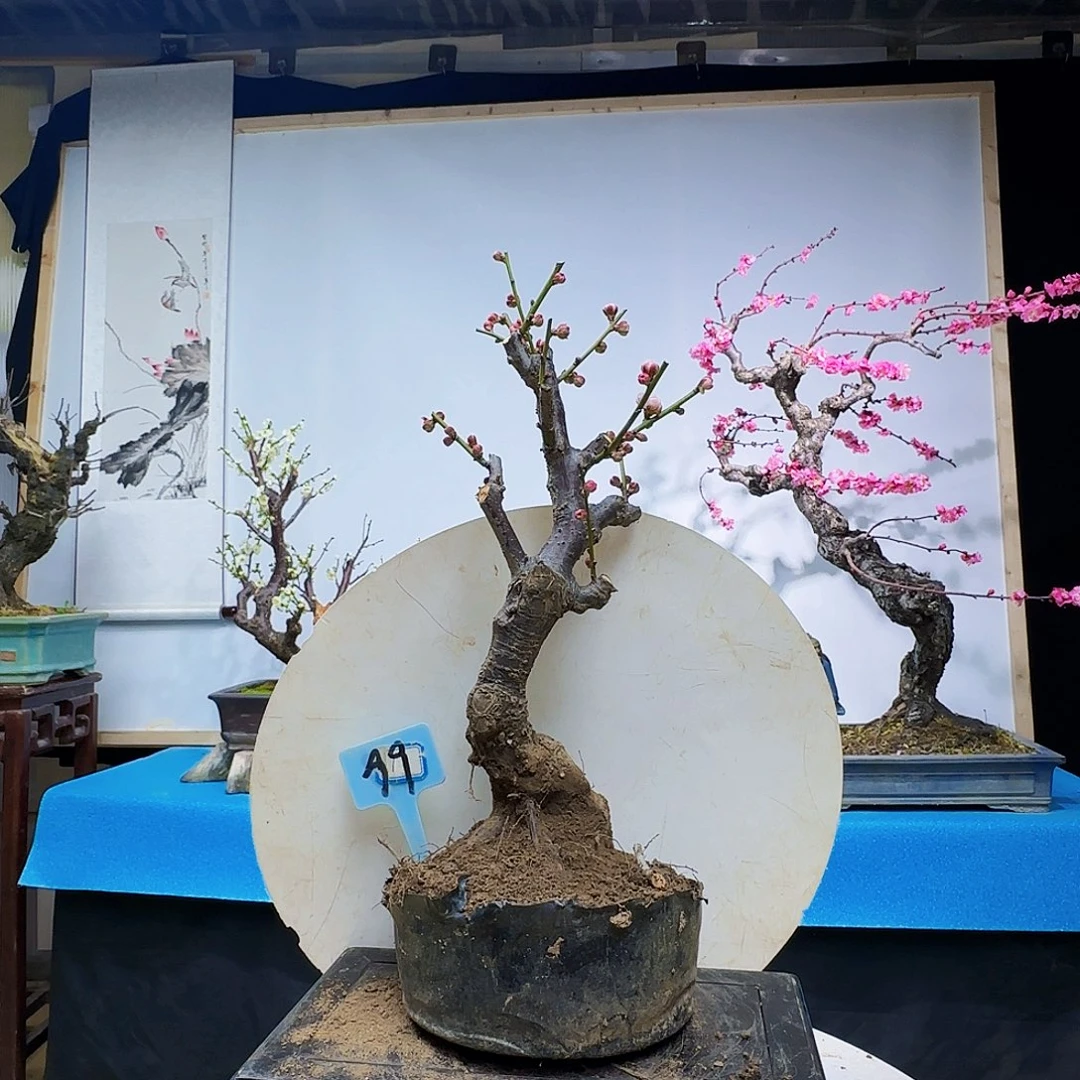 红陶?***谱f g h j k l