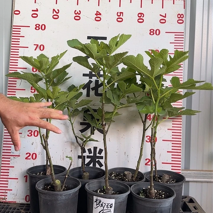 当前无花栽培后可以开花梦幻甜蜜无花果树苗