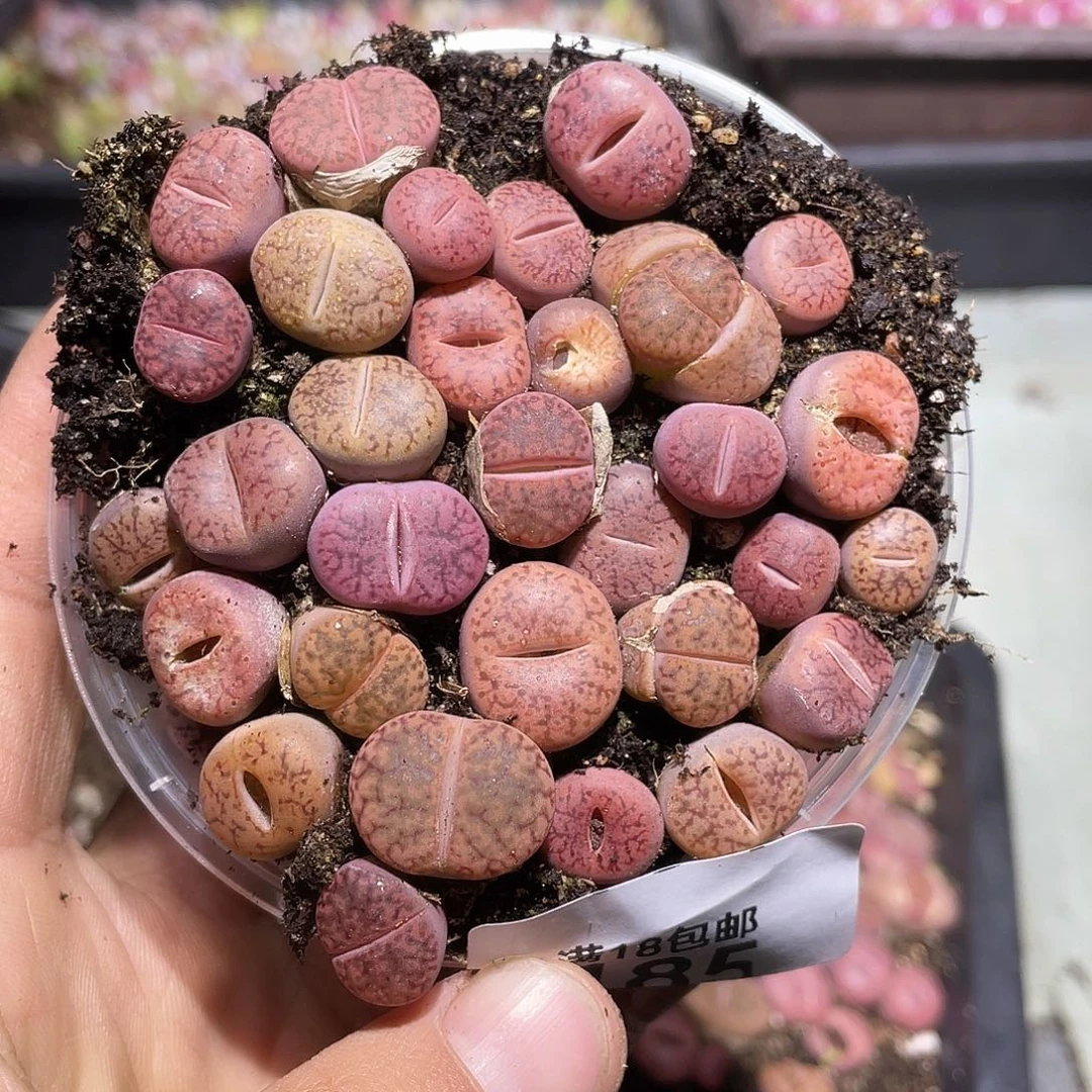 185当天凑满十八元包邮生石花