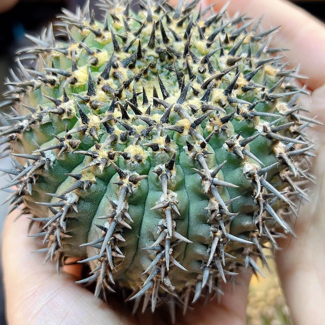 苗接水牛角刺黑刺凤头含刺9.5公分无根