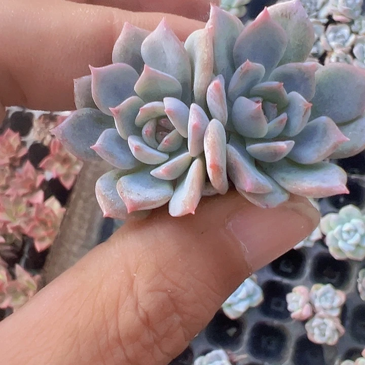 冰玉糖心精品多肉