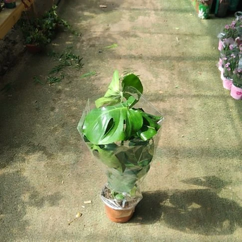 完全开放三棵苗龟背