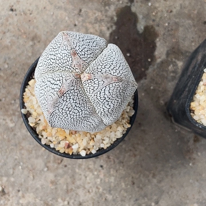 实生三角恩种鸾凤玉仙人球一物一拍