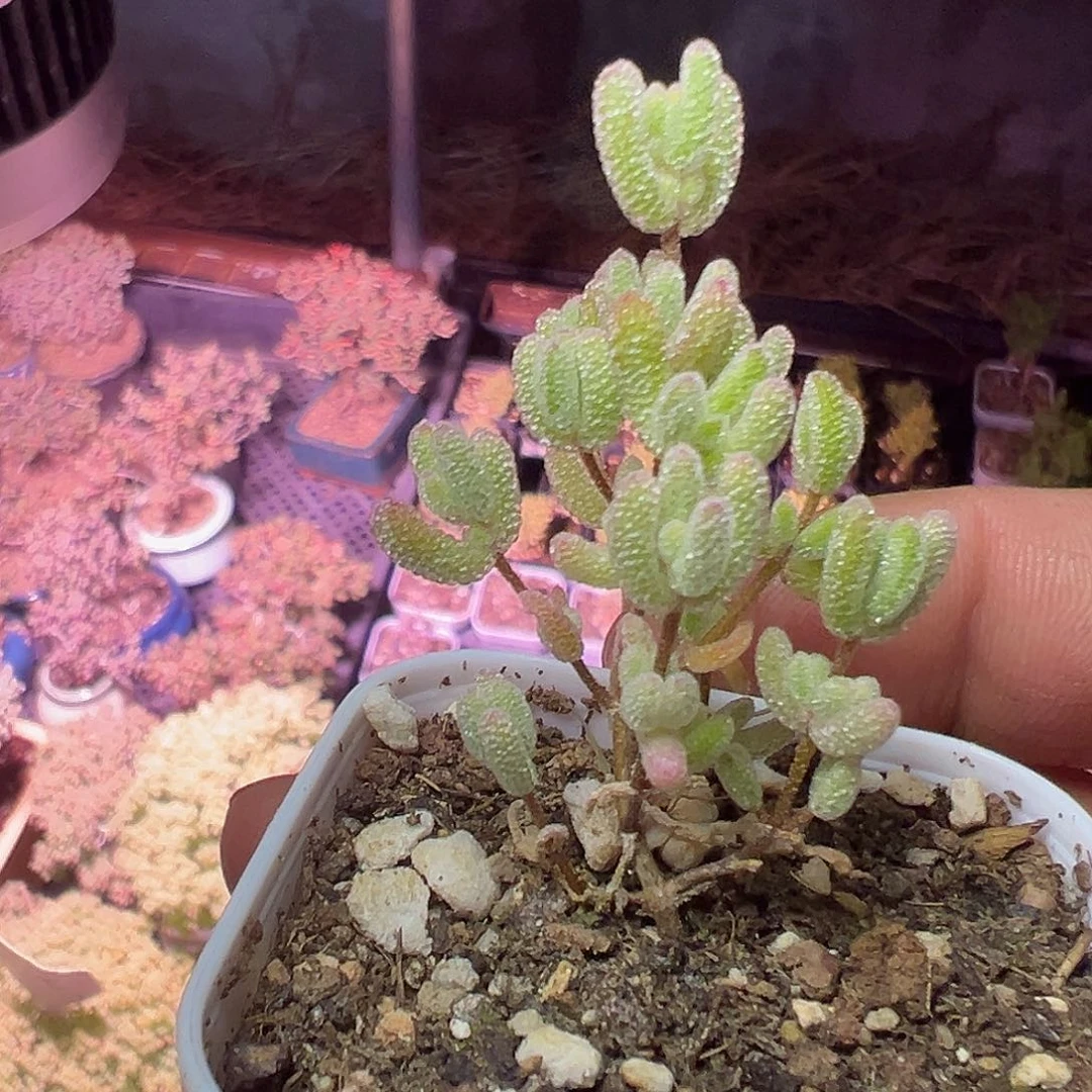 冰糖锦老桩福利套餐