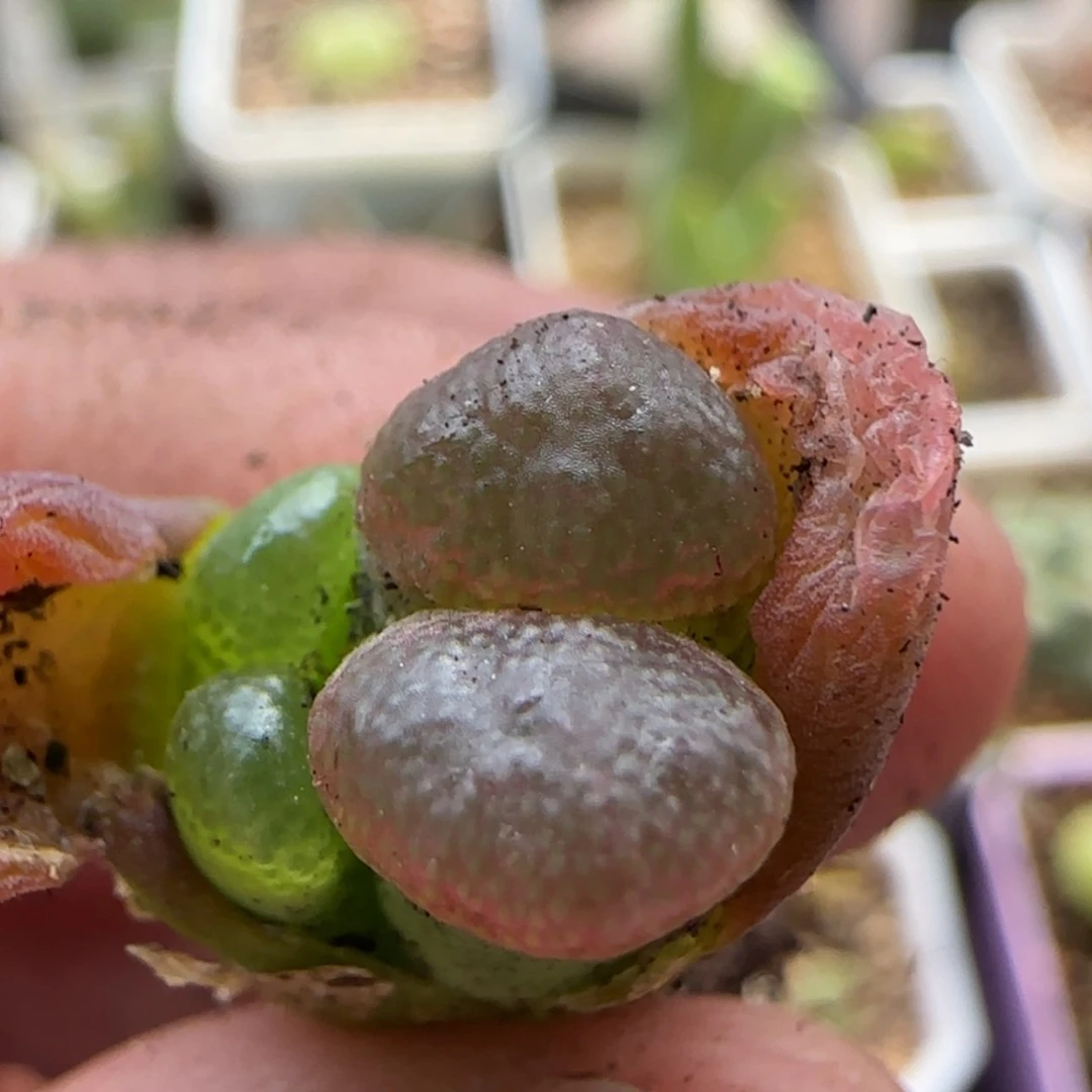 【闪购商品】阳***辣8744