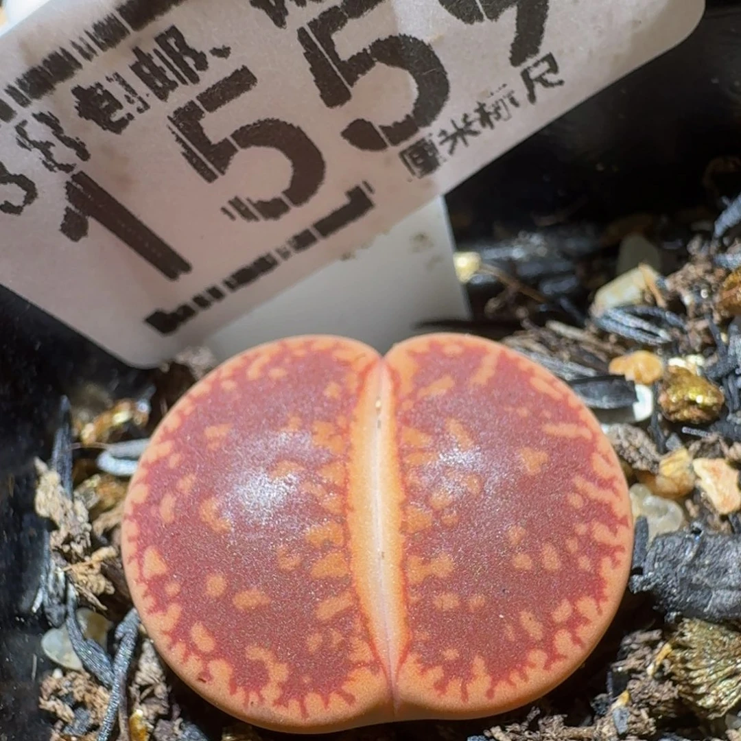 Ssss精品生石花1559
