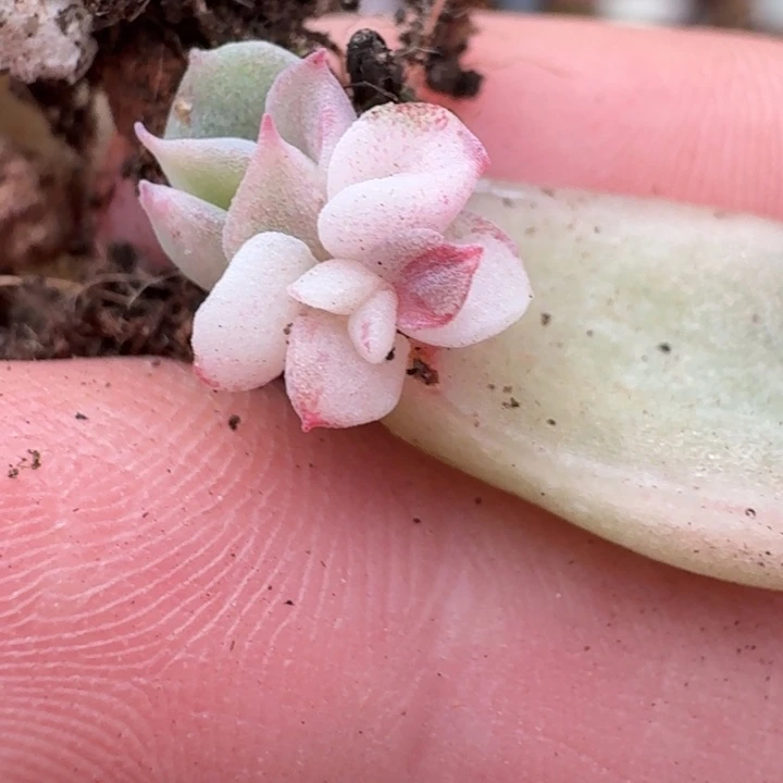 冰月亮叶片一物一拍