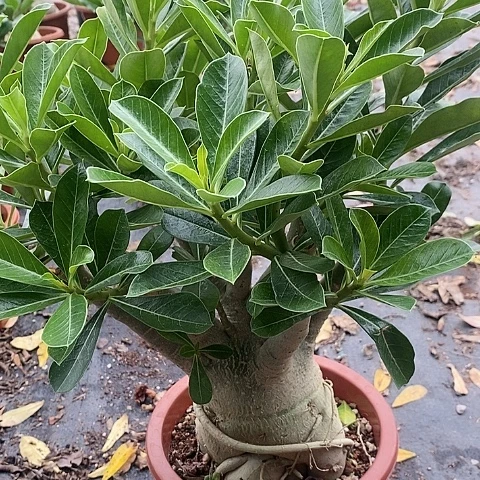 【闪购商品】用****3绿植