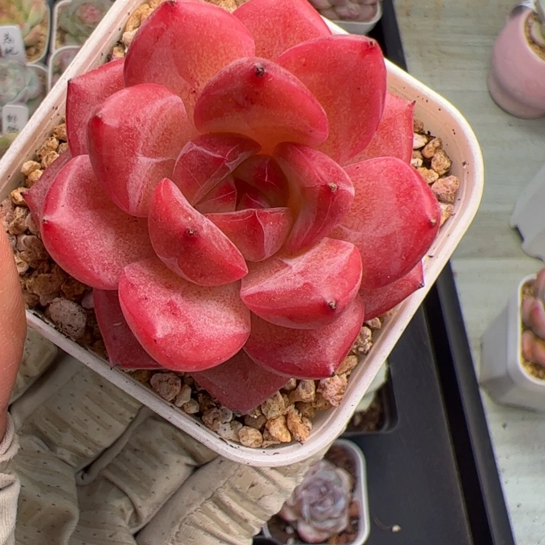 ****ぷ084 多肉植物盆栽植物