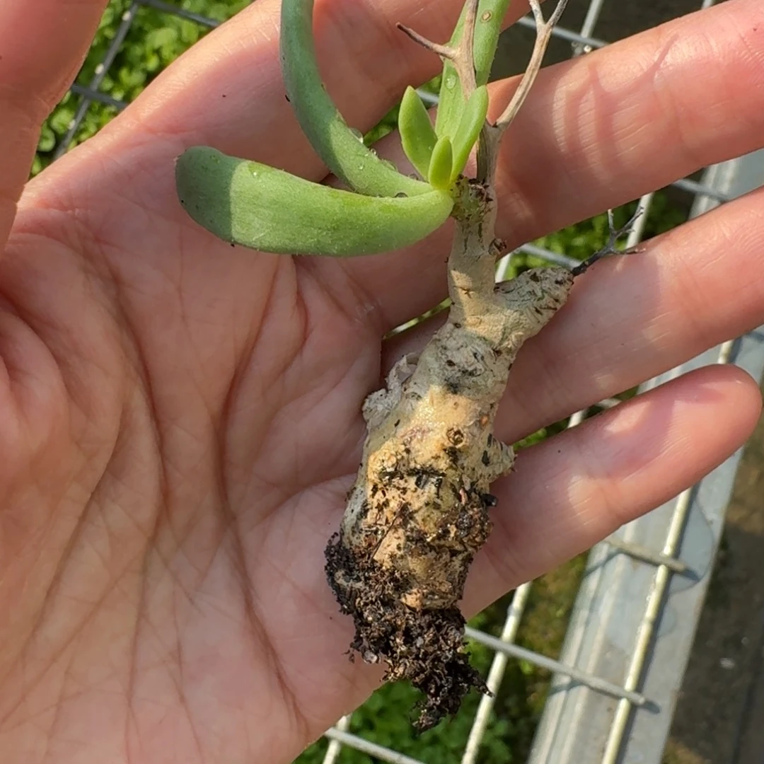 万物想一物一拍多肉植物