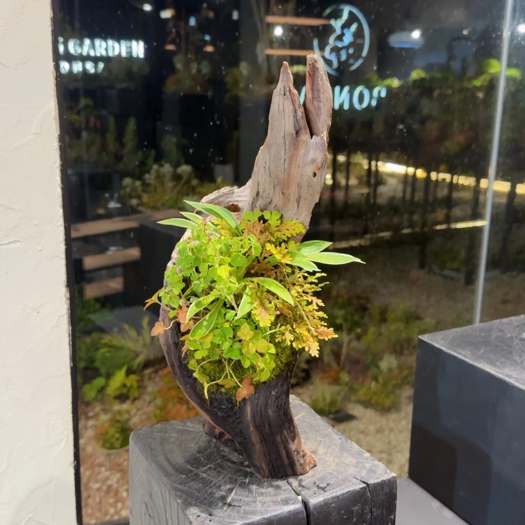 无花朵山野草枯木逢春