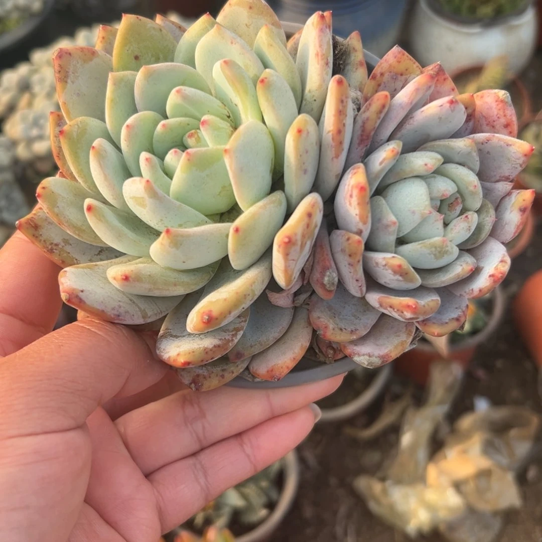 多肉植物橙梦露双头