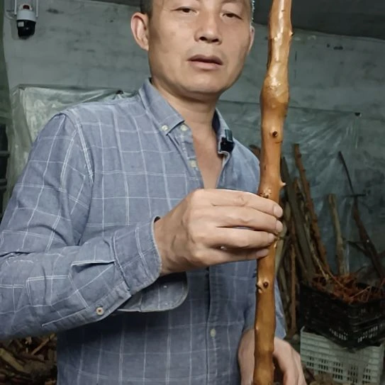 用***5稳定木高山 檬子木文玩料