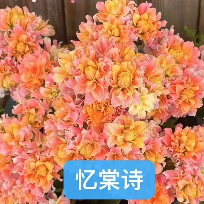 120忆堂诗老桩（无花苞）长寿花