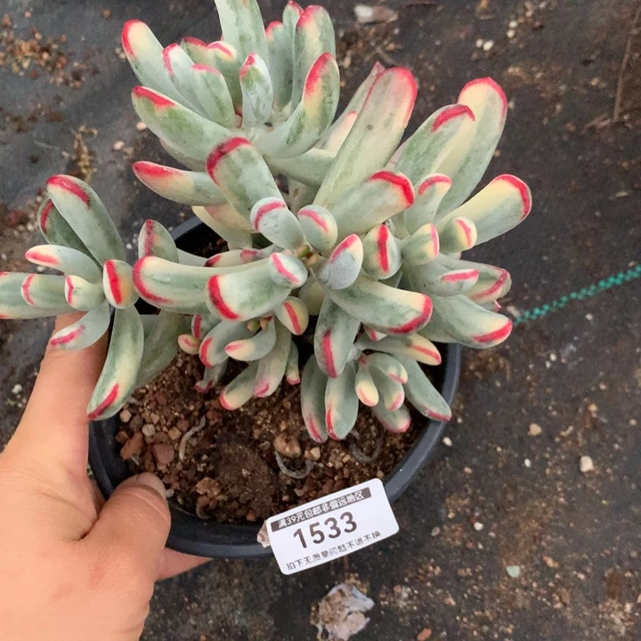 无花朵棒叶福娘锦1533