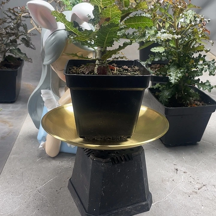 换新棚开播首单7折福利限时