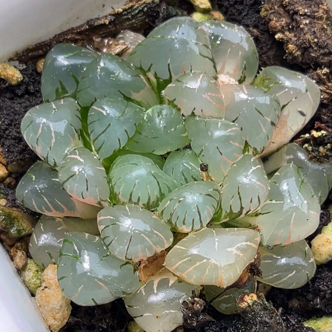 恭喜发财大吉大利2964