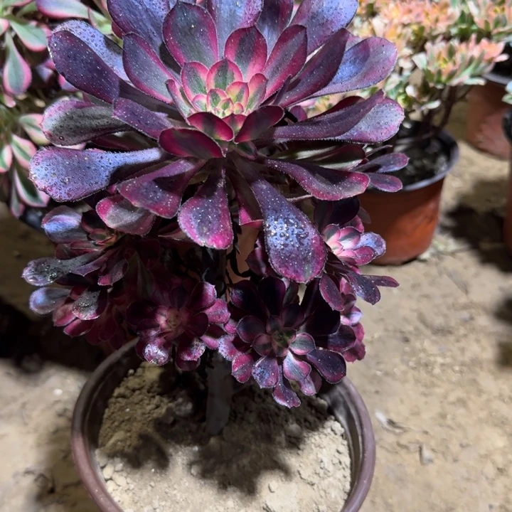 香奈儿9.9。   周正