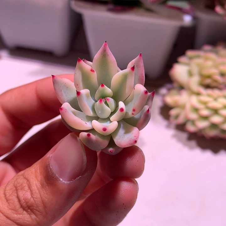 红爪侧芽腹轮锦锦