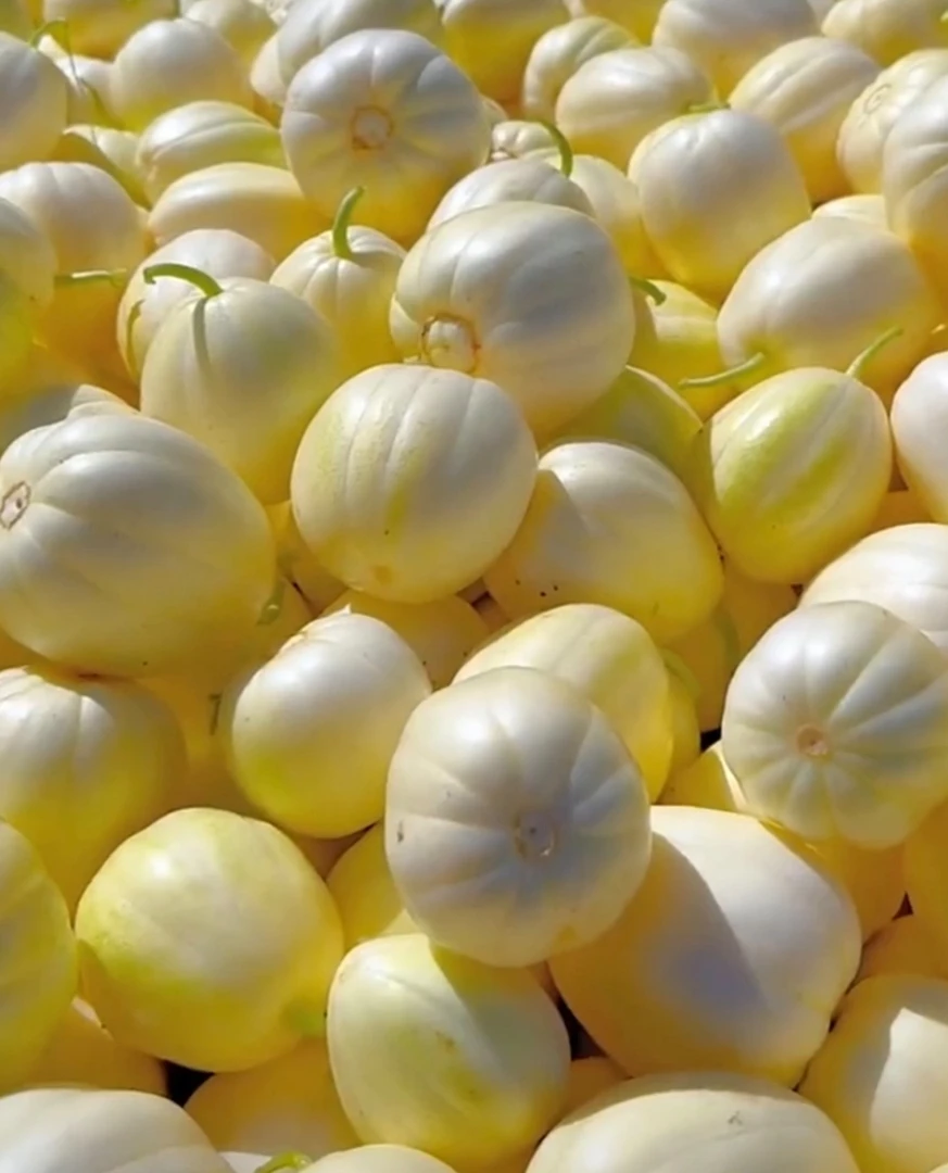 黑龙江白糖罐甜香瓜 5斤净重顺丰包邮 拒收不赔付