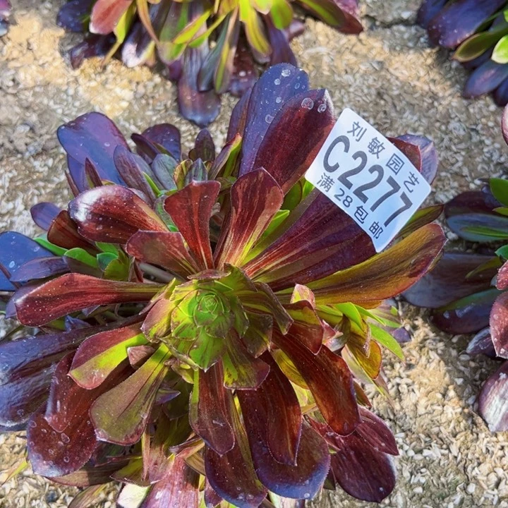 2277多肉植物法师法法师