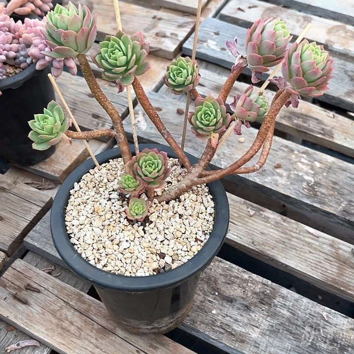 多肉植物，绿蔷薇