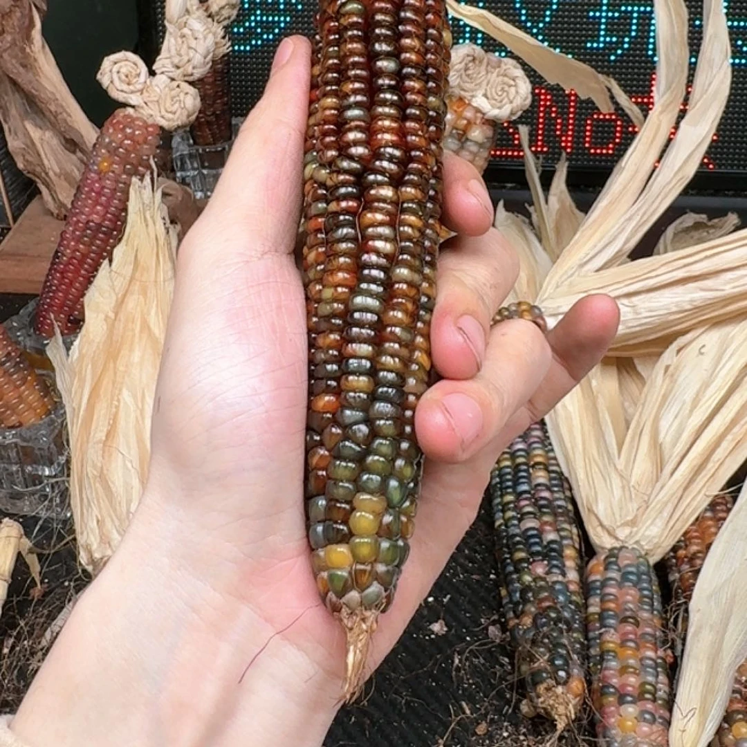 柏香籽/百香籽吊坠柚***檬