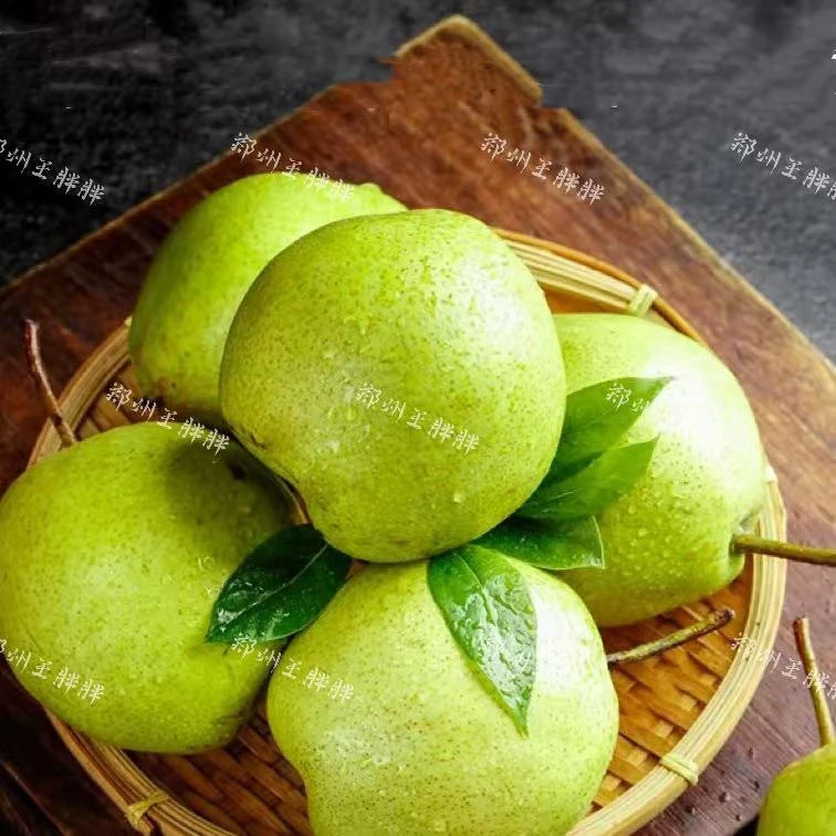 翠冠蜜梨  清甜多汁  净重5斤【只发河南省】
