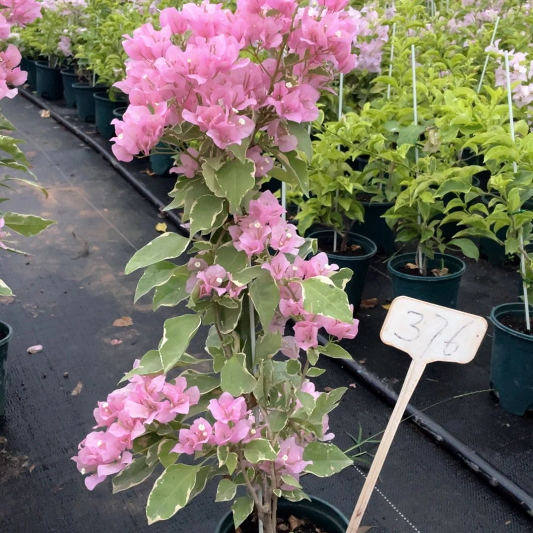 小****大量花朵（建议范围：8朵-15朵 或40%以上）小斑叶丽人376