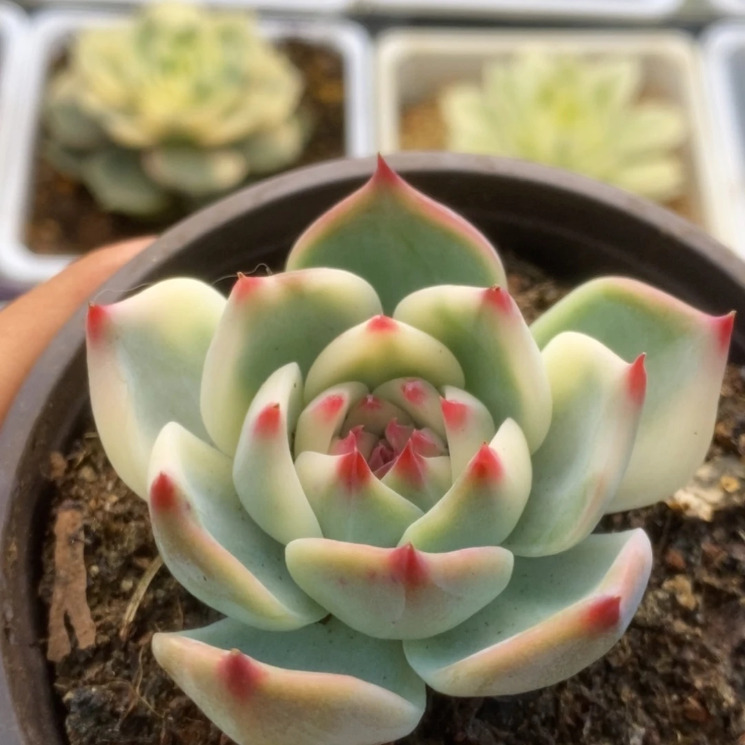 714锦锦锦锦锦锦锦锦
