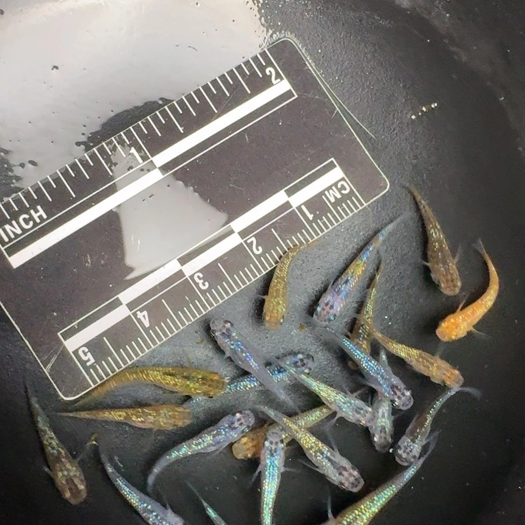 青鳉鱼1.5-2cm随机40条星光
