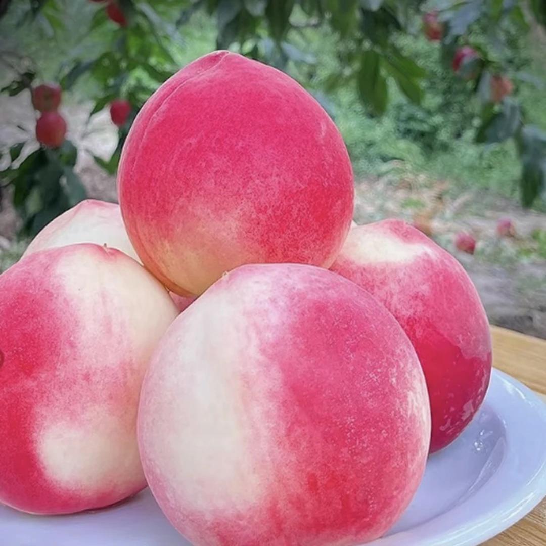 【北京七号礼盒】甘肃秦安水蜜桃新鲜现摘脆软两吃鲜甜多汁应季水果