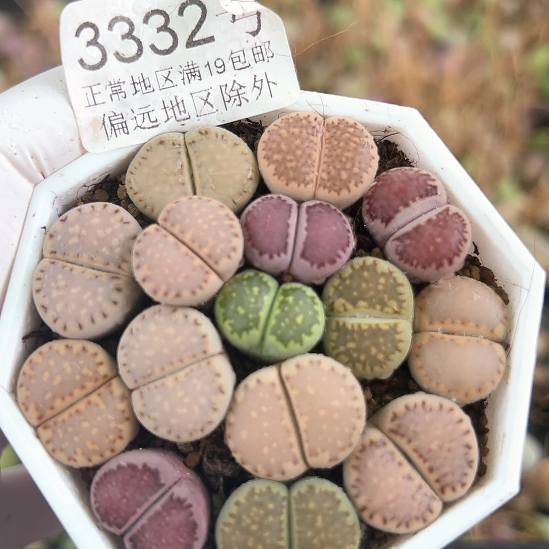 3332四年彩饼干15个1.5cm左右