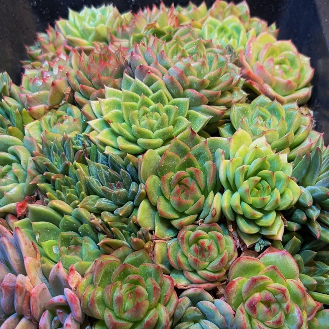 260多肉的小龙虾和一个小